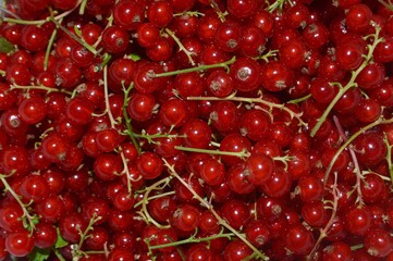 red currant background