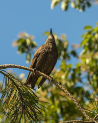 Underneath view of Young Starling (Sturnus vulgaris) looking up perched on branch