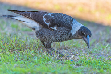 Juvenile Australian Magpie on the hunt in the grass