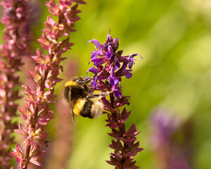 Bumble Bee searching for nectar on blooming purple flowered Salv