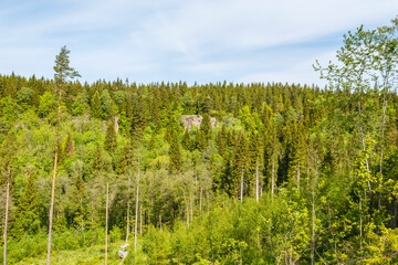 Obraz premium View of a lush forest