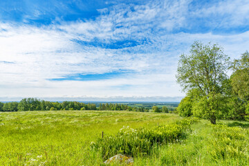 Obraz premium Summer meadow in a rural landscape