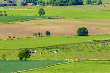 Naklejka premium Patchwork landscape with cows on a field