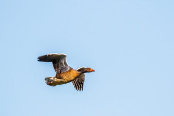 Greylag Goose flying in the sky