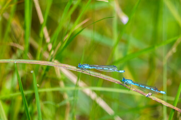 Blue damselfly on a grass straw on a meadow