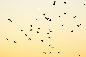 Flock of Jackdaws flying in the sky at dawn
