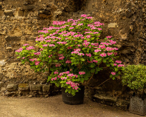 Fragrant pink Hydrangea bush against  medieval wall