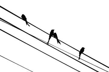 4 birds sitting on a power cable black and white