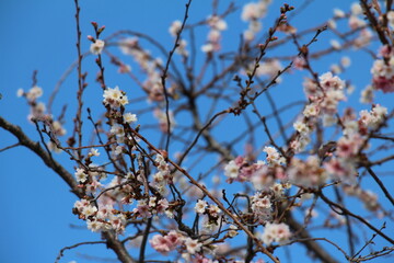 cherry blossom againts blue sky