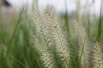 한국 경기도 시흥시 시흥갯골생태공원 입니다