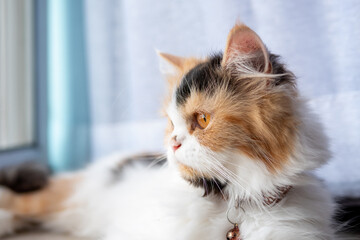 Obraz premium Cute Persian cat 3 colors lying