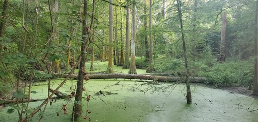 Day in the swamp