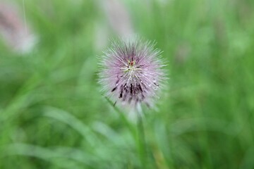 한국 경기도 시흥시 시흥갯골생태공원 입니다
