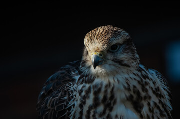 Fototapeta premium Lanner Lugger Hybrid Falcon, Falco biarmicus - Falco jugger, looking towards left with dark background