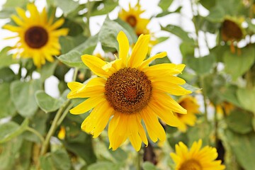 한국 경기도 시흥시 시흥갯골생태공원 입니다