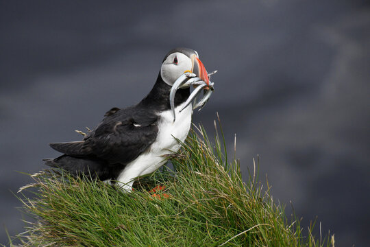 Atlantic puffin with sand eels in beak, Ingolfshofdi promontory, southern Iceland