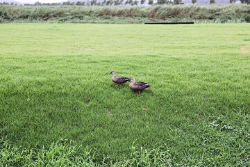 한국 경기도 시흥시 시흥갯골생태공원 입니다