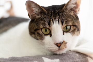 見つめる猫　　キジトラ猫