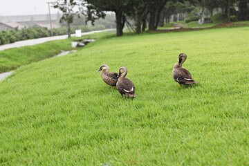 한국 경기도 시흥시 시흥갯골생태공원 입니다