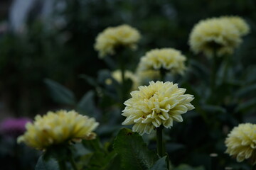 Light Cream Flower of Dahlia in Full Bloom
