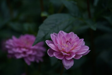 Faint Pink Flower of Dahlia in Full Bloom
