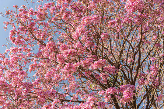 Flowers of the Ip&ecirc; Rosa tree (Handroanthus heptaphyllus) against the blue sky