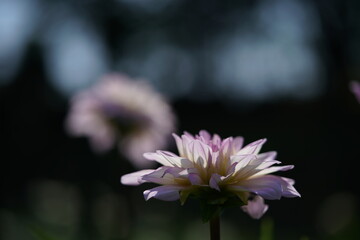 Faint Pink Flower of Dahlia in Full Bloom
