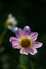 Obraz premium Faint Pink Flower of Dahlia in Full Bloom 