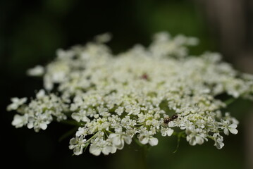 カウパセリとアリ