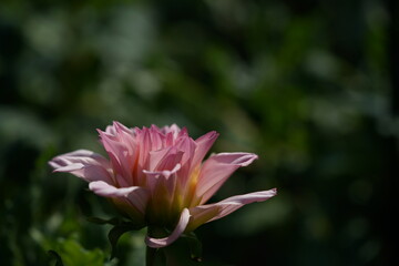 Faint Pink Flower of Dahlia in Full Bloom

