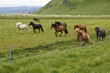 Icelandic horses running in pasture, southern Iceland