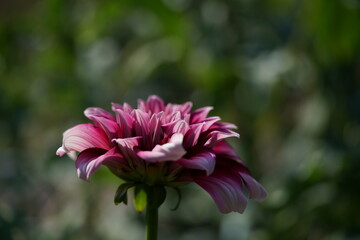 Obraz premium Light Red Flower of Dahlia in Full Bloom 
