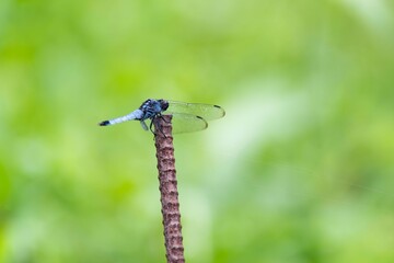 シオカラトンボ