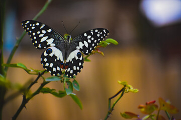butterfly on a flower