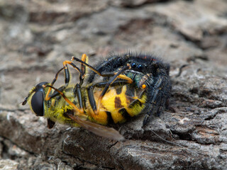 P1010009 female Johnson's jumping spider, Phiddipus johnsoni, on bark eating a larger hover fly cECP 2020, Delta, British Columbia, Canada