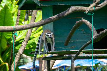 マダガスカルのワオキツネザル(Ring-tailed lemur)
