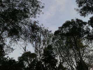 Par de arboles 