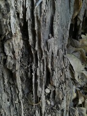 Madera