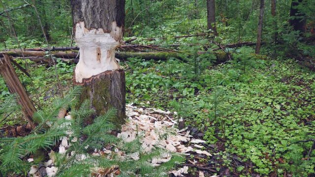 Deforestation and waterlogging. The beaver gnawed a thick tree trunk, chips around, teeth marks. Beaver habitat and activities