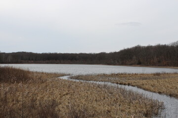 reeds around a stream