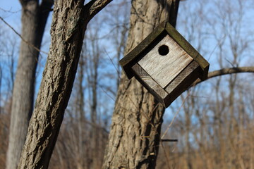 Birds House in the Woods 