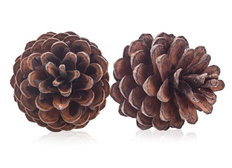  pine cone isolated on white background