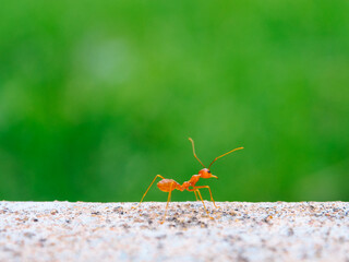 Close up of one red ant looking fine for food on blur background of green leaves