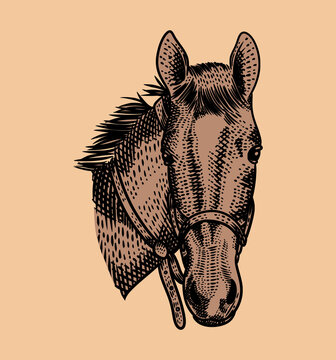 Vintage Illustration Horse Head With Engraving Style