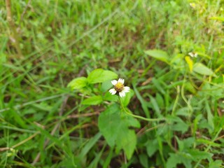 Tridax procumbens, commonly known as coatbuttons or tridax daisy, is a species of flowering plant in the daisy family. It is best known as a widespread weed and pest plant.Dagdi pala OR Nuke noh grass