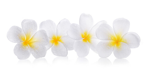 Obraz premium Plumeria flowers isolated on white background