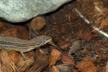 Obraz premium 眠るカナヘビ