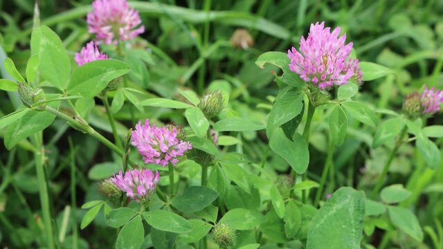 Pink clover flowers in the meadow. Trifolium pratense plant in bloom 