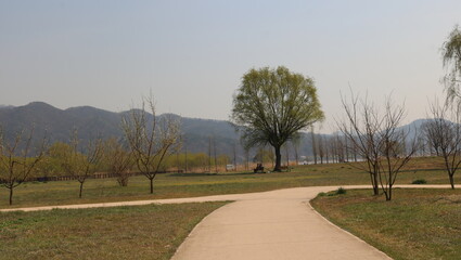 road in the forest