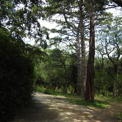 road in the forest